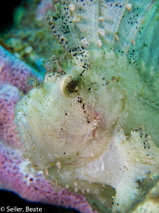 Leaf scorpion fish by Beate Seiler 